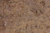 Ordovician Trilobite Mortality Plate - Hundreds Of Trilobites #222124-5